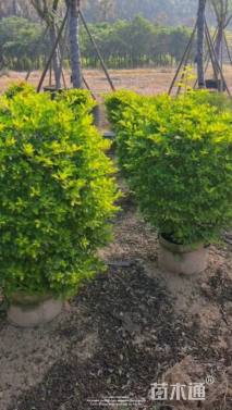 高度80厘米金叶假连翘球