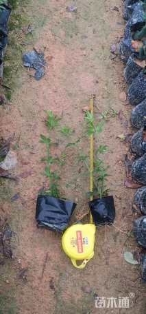 高度20厘米迎春花