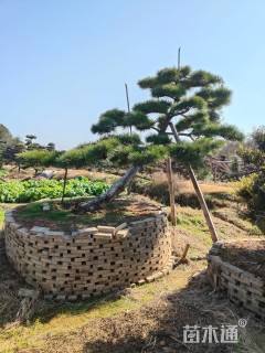 移栽苗造型罗汉松