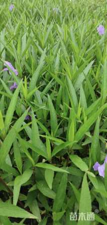 高度25厘米翠芦莉