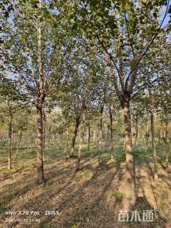 5公分金叶复叶槭