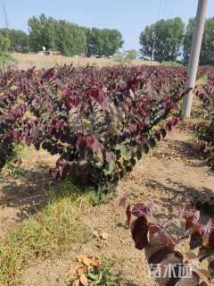 3公分加拿大紫荆