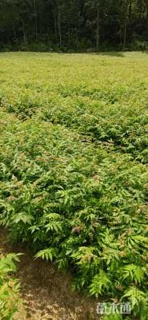 高度30厘米栾树小苗