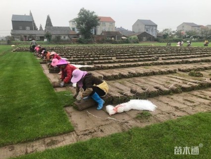 黑麦草