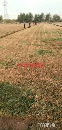 中华结缕草