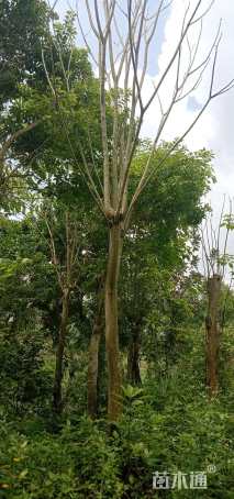 高度5厘米风铃草