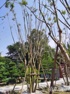 45公分(5杆)丛生蓝花楹