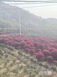 高度60厘米完美冬青球