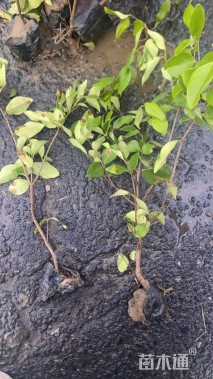 高度45厘米金森女贞