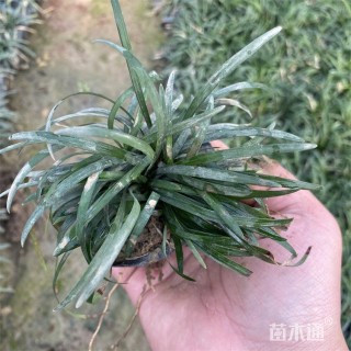 高度10厘米玉龙草