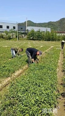 高度40厘米头花蓼