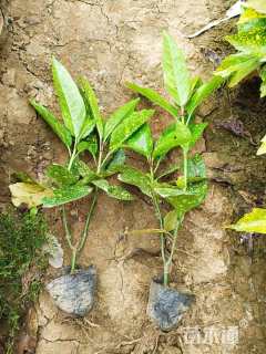 高度35厘米洒金珊瑚