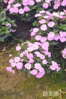 高度25厘米凤仙花