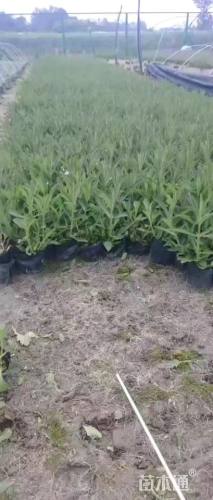 高度25厘米马鞭草