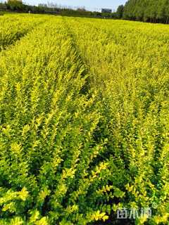 高度40厘米金叶女贞