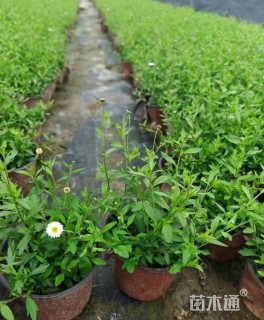 高度20厘米墨西哥飞蓬