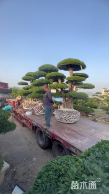 60公分对节白蜡