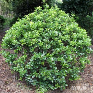 冠幅40厘米海桐球