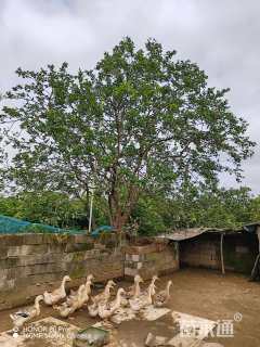 25公分(3杆)丛生香橼