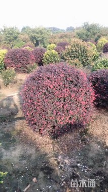 冠幅120厘米红花继木球