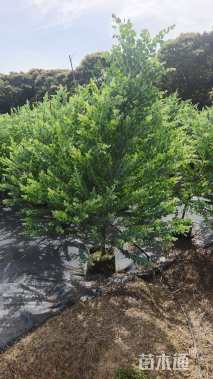 高度200厘米银叶金合欢