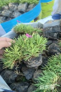 高度15厘米欧石竹