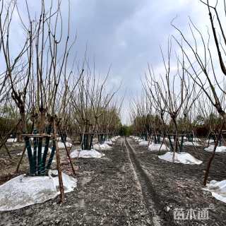 40公分丛生蓝花楹