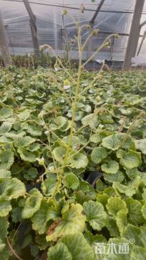 高度8厘米虎耳草