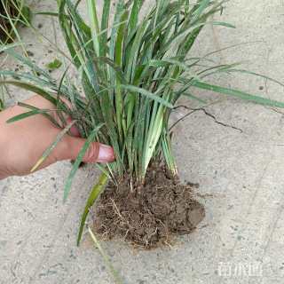 高度10厘米阔叶麦冬