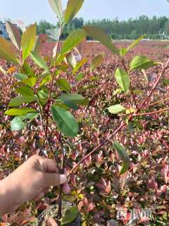 高度40厘米红叶石楠小苗