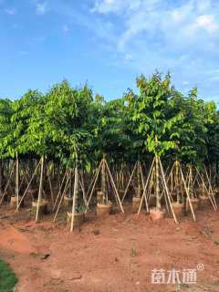 15公分大叶紫薇