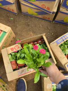 高度16厘米雏菊