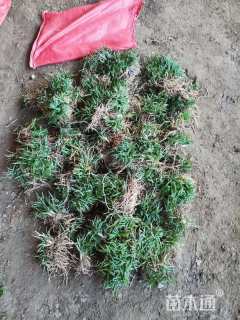 高度15厘米玉龙草