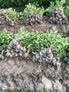 高度30厘米大叶栀子