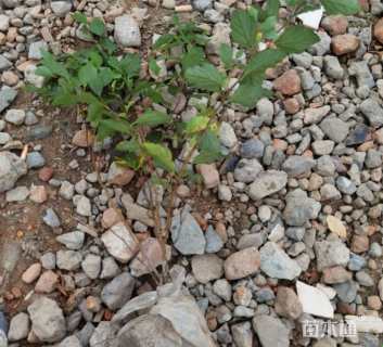 高度40厘米麻叶绣球