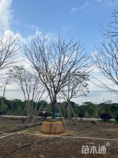 25公分凤凰木