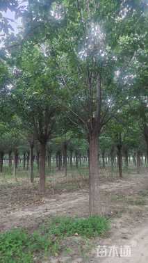 30公分楸树
