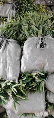 高度30厘米狭叶十大功劳