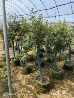 高度150厘米月季