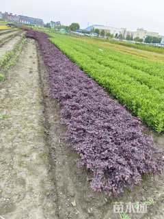 高度40厘米海桐