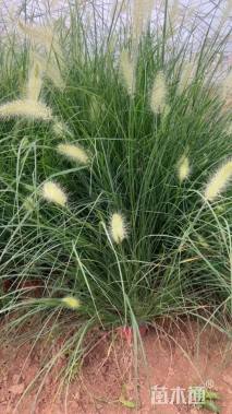 高度25厘米小兔子狼尾草