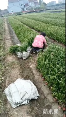 高度25厘米吉祥草