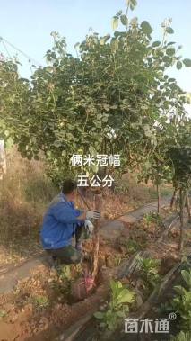 150厘米藤本月季