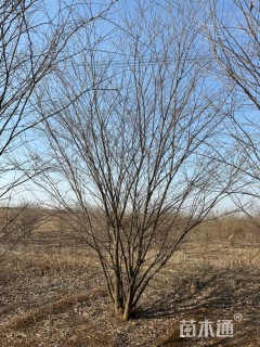 8公分(8杆)(8杆)丛生榉树