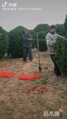 冠幅200厘米大叶黄杨球