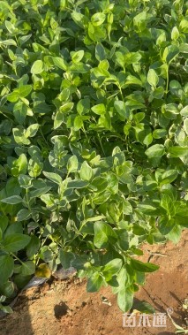 高度20厘米花叶蔓长春