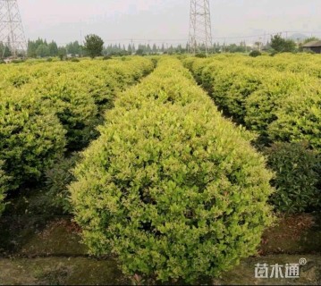 冠幅130厘米金森女贞球