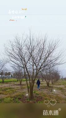 8公分(5杆)丛生朴树