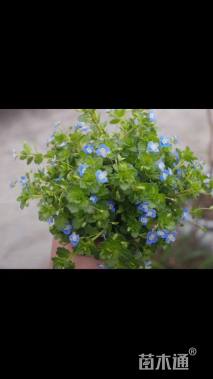 高度10厘米婆婆纳