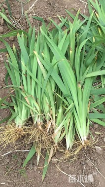 高度40厘米黄菖蒲